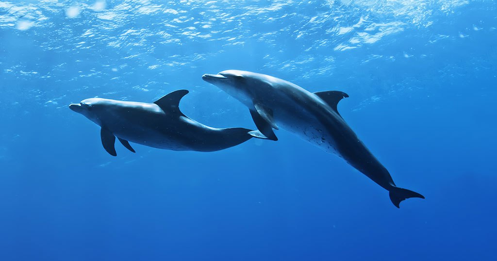 水族館規劃設計方案